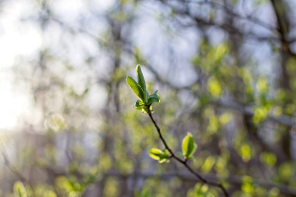 green leaves on a branch - Fotó, kép