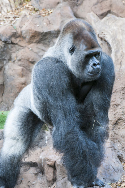 Gorila
  - Foto, Imagem