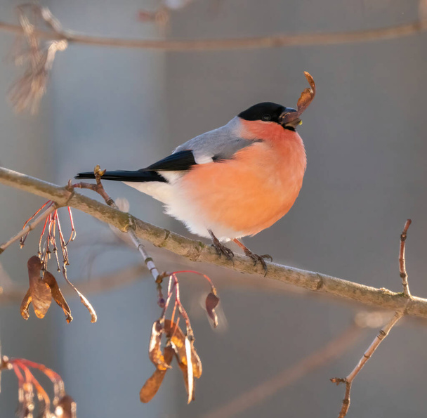 A bullfinch male on a tree branch eats leaves - Photo, image