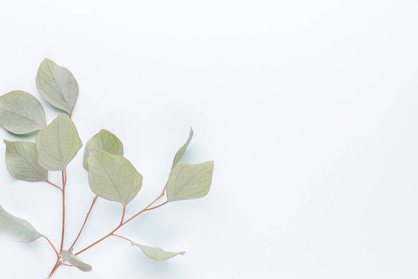 Green leaves eucalyptus on pastel background. flat lay, top view. - Photo, Image