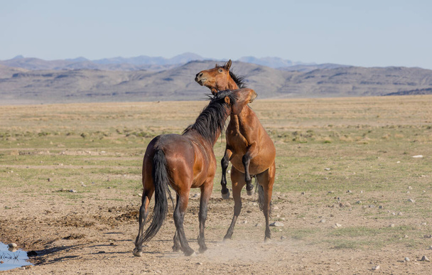 a pair of wild horse stallions fighting in the Utah desert - Photo, Image
