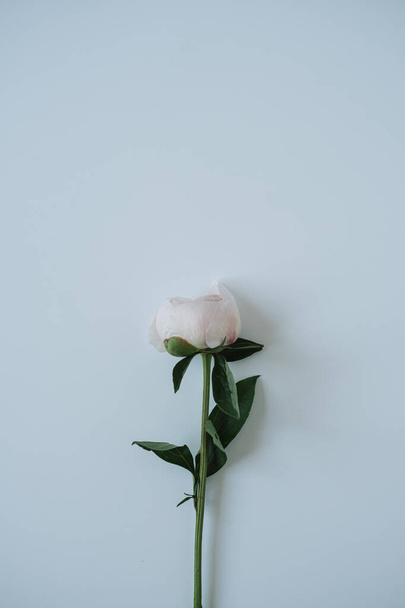 Tyylikäs valkoinen pioni kukka neutraalilla sinisellä taustalla. Tasainen lay, ylhäältä herkkä esteettinen minimalistinen kukka koostumus - Valokuva, kuva