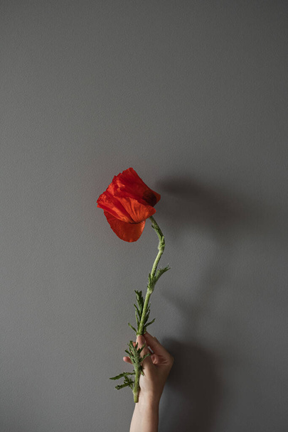 Tarafsız gri arka planda kırmızı gelincik çiçeğini tutan kadın eli. Estetik asgari yaratıcı çiçek konsepti - Fotoğraf, Görsel