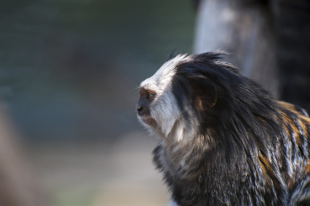 macaco peludo
  - Foto, Imagem