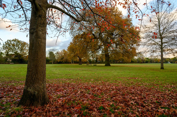 Fall (autumn) trees in Blake Recreation Ground in West Wickham, Kent, UK. Blake Recreation Ground is a public park between Eden Park and West Wickham in the Borough of Bromley in Greater London. - Foto, imagen