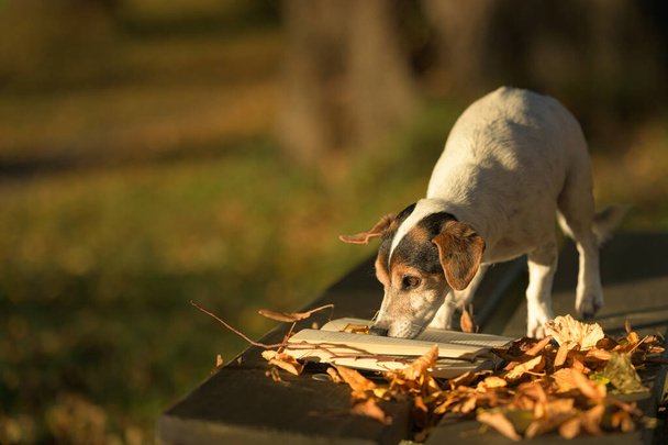 Russell Terrier koira lukee kirjaa penkillä. Koira on 13-vuotias. - Valokuva, kuva
