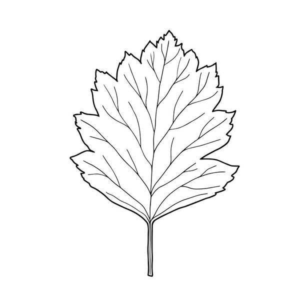 Sketch of a plant leaf. Vector element for design. - Vettoriali, immagini
