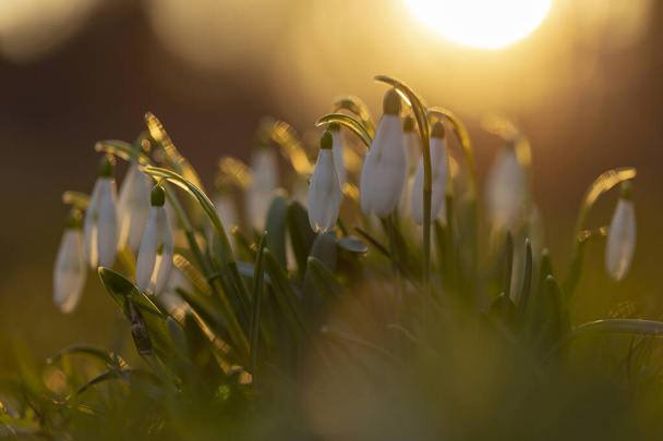Lumipisara tai yhteinen lumipisara (Galanthus nivalis) kukkivat lämpimien auringonsäteiden alla, kaunis metsän tausta ja pehmeä painopiste kohokohtia. - Valokuva, kuva
