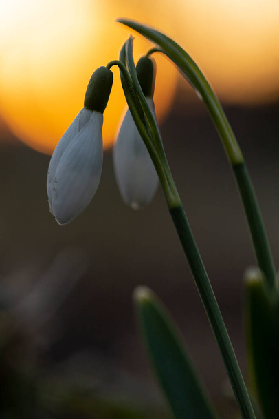 Lumipisara tai yhteinen lumisade (Galanthus nivalis) lämpimässä iltaauringonvalossa taustalla aurinkokiekko - Valokuva, kuva
