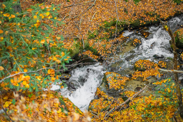Autumn forest - the stream flows among the beech trees - Foto, imagen