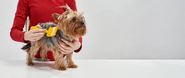 Cropped of girl comb hair of Yorkshire Terrier dog - Fotografie, Obrázek