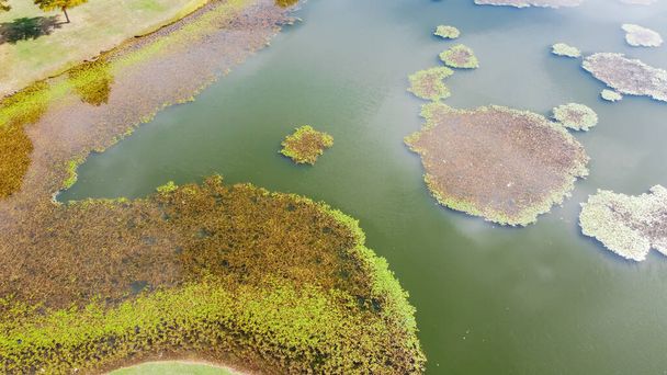 Top view local park with grassy lawn, trees and lily pad algae blanket on heavily polluted lake in Dallas, Texas, USA. Submerged plants, cyanobacteria and accumulates moss on water surface - Photo, Image