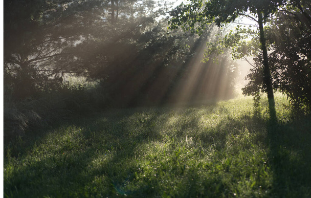 A scenic shot of a park and the sun breaks through the early morning mist - Foto, Imagem