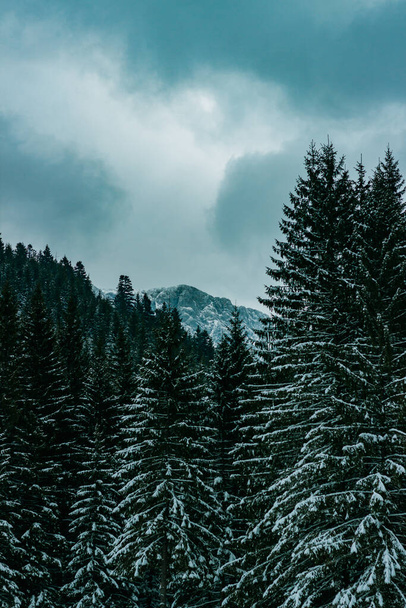 A vertical shot of a beautiful winter view with firs all covered with snow - Foto, Bild