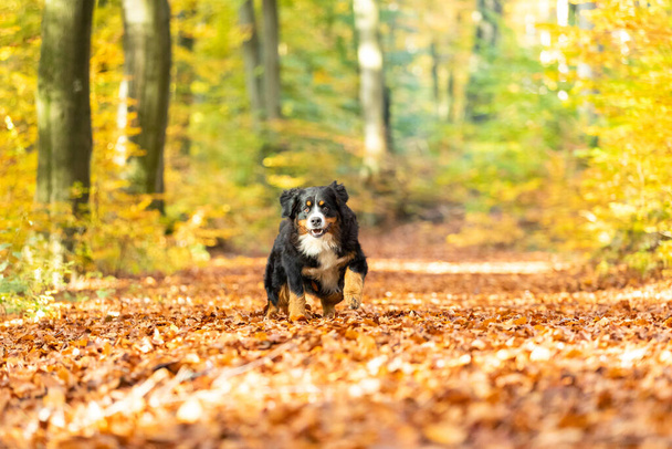 An adorable bernese mountain dog running in an autumn forest - Фото, изображение