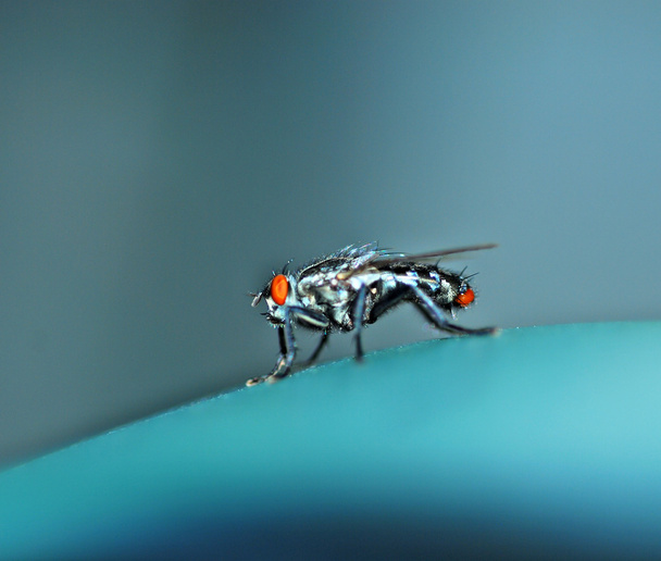 Housefly fly. - Fotó, kép
