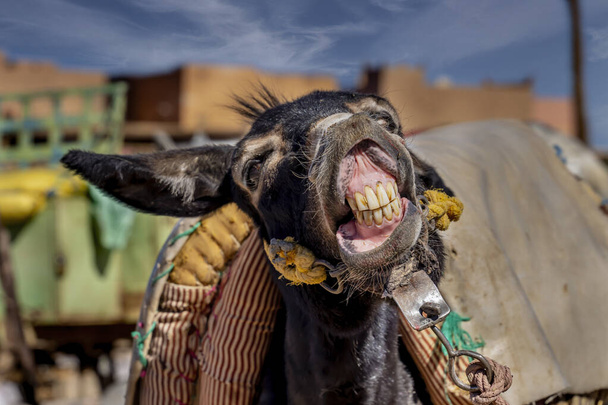 Muły są zagrożone w mieście Rissani, Maroko, Afryka - Zdjęcie, obraz