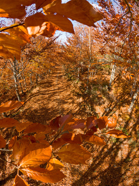 Sao Loureno Beech Tree Forest, pathway leaves fall in ground landscape on autumnal background in November, Manteigas, Portugal. - Photo, image