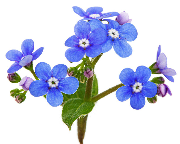 Blue flowers of brunnera, forget-me-not, myosotis, isolated on white background - Photo, image