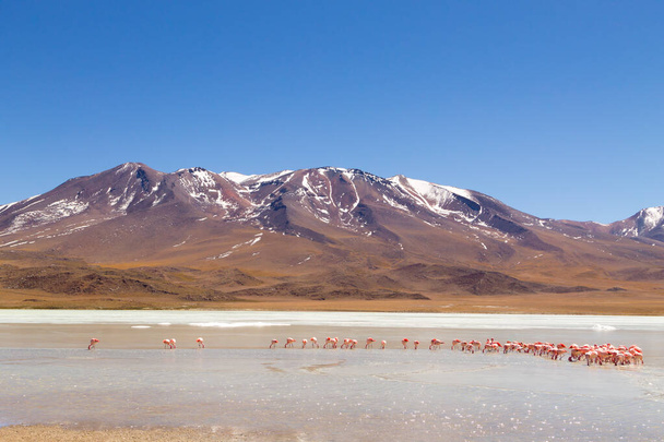 Laguna Hedionda flamingi, Boliwia. Andyjska dzika przyroda. Laguna boliwijska - Zdjęcie, obraz