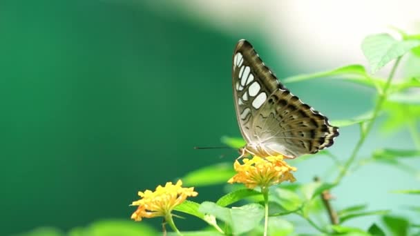 Monarch vlinder geparkeerd op de steel van de bloem in de zonnige ochtend in de tuin - Video