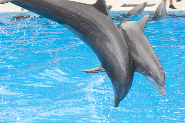 golfinhos nadando
  - Foto, Imagem