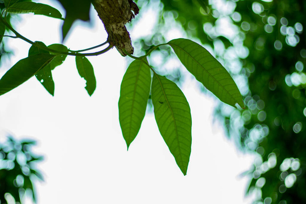 Beyaz gökyüzünde yakın çekim mango yaprağı ve kuru sap veya beyaz izole arkaplan - Fotoğraf, Görsel