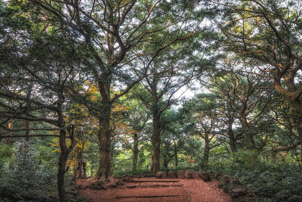 Famous Bjarim Forest with various nutmeg trees in Jeju Island, South Korea - Foto, Imagen