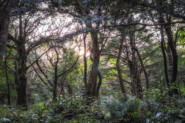 Famosa foresta di Bjarim con vari alberi di noce moscata nell'isola di Jeju, Corea del Sud - Foto, immagini