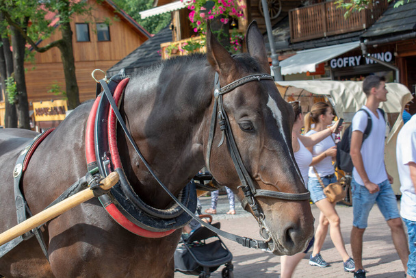 Zakopane, Polonya - 6 Ağustos 2019: Yazın Zakopane 'de Krupowki caddesinde turistleri bekleyen at arabası. Koşumlu atlar. Turist eğlencesi. - Fotoğraf, Görsel