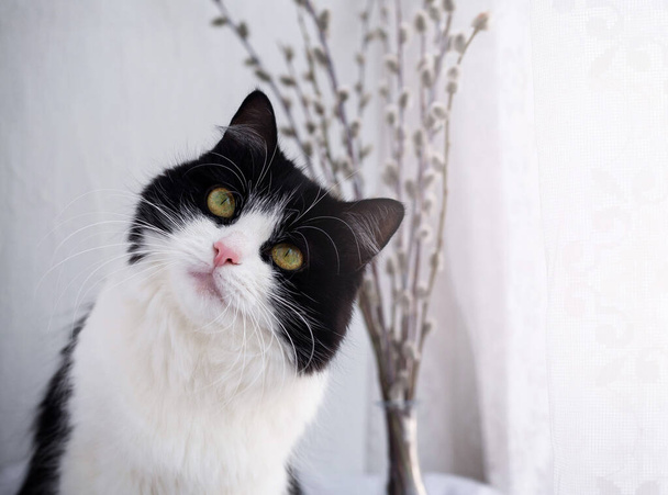 Portret domowego czarno-białego kota, zbliżenie - Zdjęcie, obraz