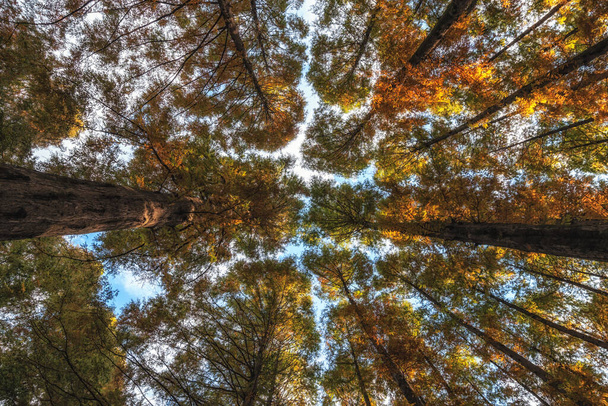 長泰山レクリエーションフォレスト内の背の高いメタセコイアの木の森を見上げます。韓国・大田 - 写真・画像