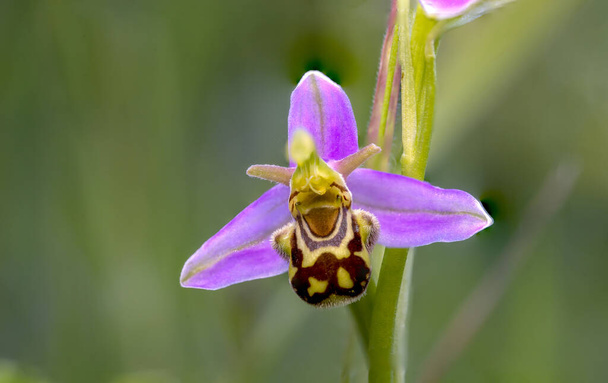 Bienen-Orchidee Ophrys apifera - Foto, Bild