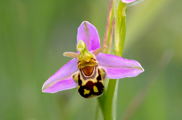 Bee Orchid Ophrys apifera - Photo, Image