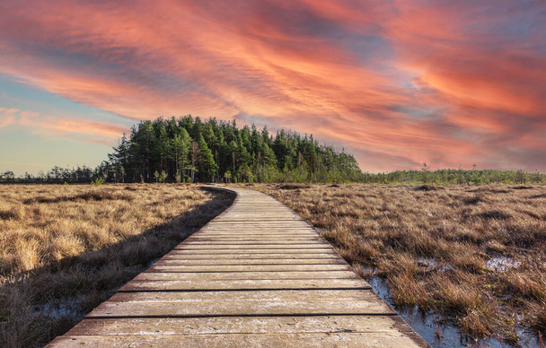 un sentier en bois parmi les marécages et les forêts, Ecotrail à la fin de l'automne givré - Photo, image