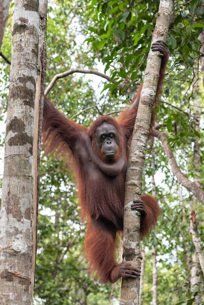 Самка Borneo Orangutan Pongo pygmaeus  - Фото, изображение