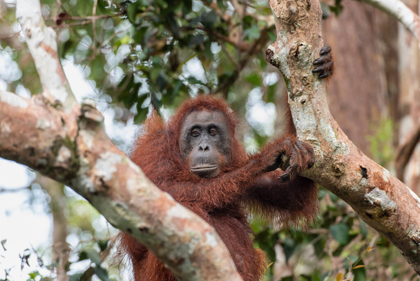 Самка Borneo Orangutan Pongo pygmaeus  - Фото, изображение