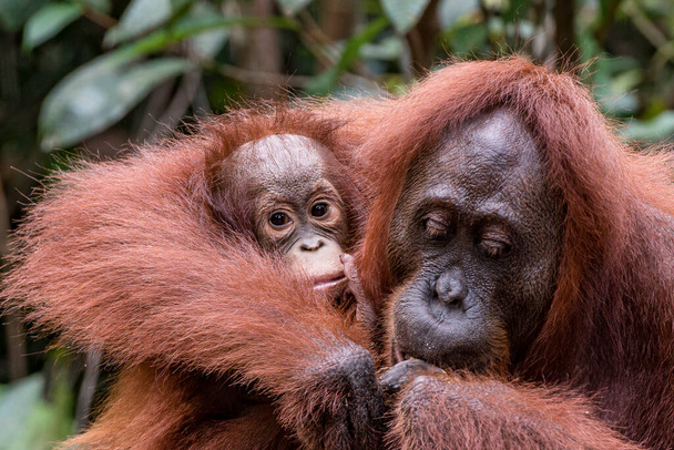 Borneo Orangutan Pongo pygmaeus naaras nuorten kanssa - Valokuva, kuva