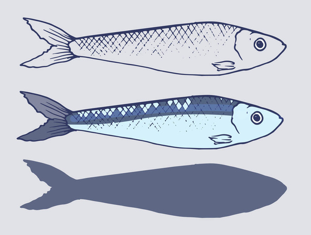 Vector Sprat set. a painted small sprat fish in different variations of the sketch, colors and silhouettes. isolated sardine fish elements lines of blue and gray colors, hand-drawn for your design on white - Vecteur, image