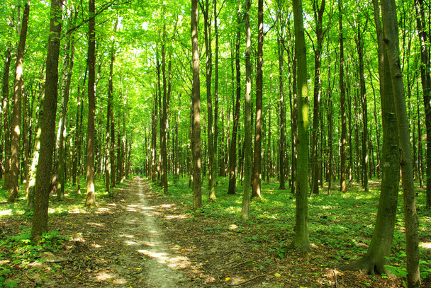 Green forest - Foto, Imagem