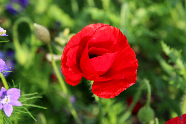 Piros virág közelkép - Fotó, kép