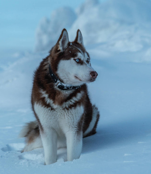 Beautiful husky dog sitting in the snow - Zdjęcie, obraz