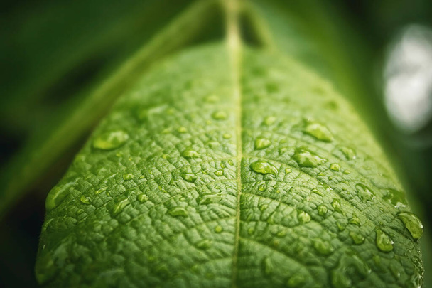 Капли дождя на листе. Утренняя роса. Зеленый лист древесины - Фото, изображение