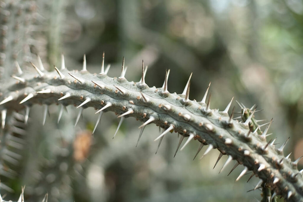 Alluaudia procera (Madagascar ocotillo), a prickly bush with sharp thorns. Close-up of an unusual shaped cactus, a succulent from Madagascar. - Photo, image