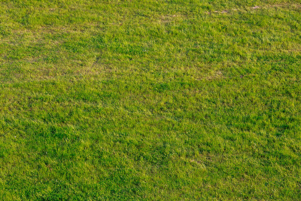 Zöld fű a mezőn. Háttér a zöld fűből. Kilátás fentről. Lágy fókusz. - Fotó, kép