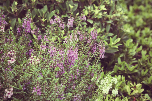 紫サルビアの花 - 写真・画像