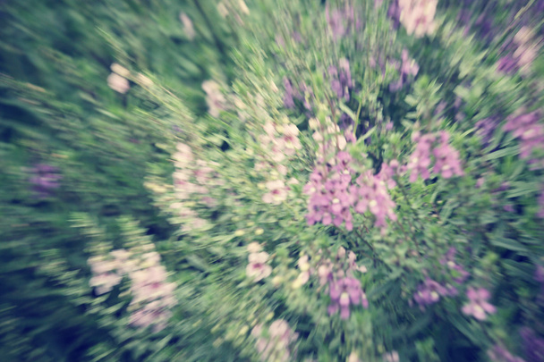 wazig van salvia paarse bloemen - Foto, afbeelding