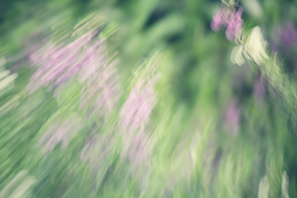 wazig van salvia paarse bloemen - Foto, afbeelding