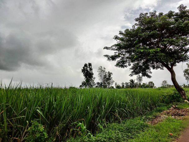 Side view gyönyörű cukornád termőföld körül zöld fák sötét felhők a háttérben. Kép rögzítése monszun szezonban a falu területén Kolhapur, Maharashtra, India. - Fotó, kép