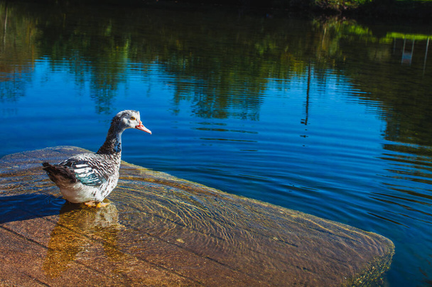 a duck on the small river in autumn in Portugal - Foto, Imagem